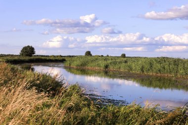 Bulutlar suyu yansıtır. Vahşi nehir doğası bulutlu yaz günü. Bataklıklar ve güzel mavi bulut gökyüzü. 