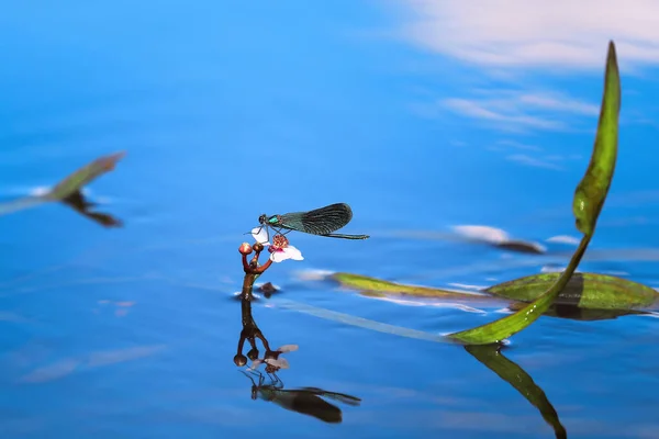 Turquoise Dragonfly Seat White Flower Water Surface Close Shiny Damselfly — стоковое фото