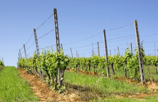 Vineyard under a blue Sky Royalty Free Stock Photos