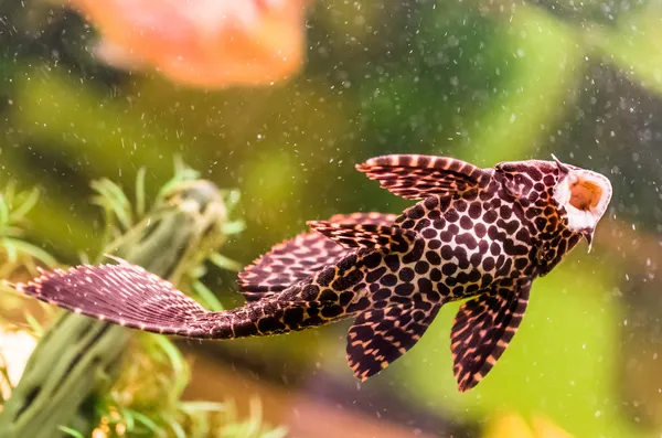 Ancistrus - Sucker Fish in Aquarium — Stock Photo, Image