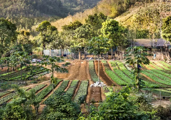 Agricultural Area - Countryside in South East Asia — Stock Photo, Image