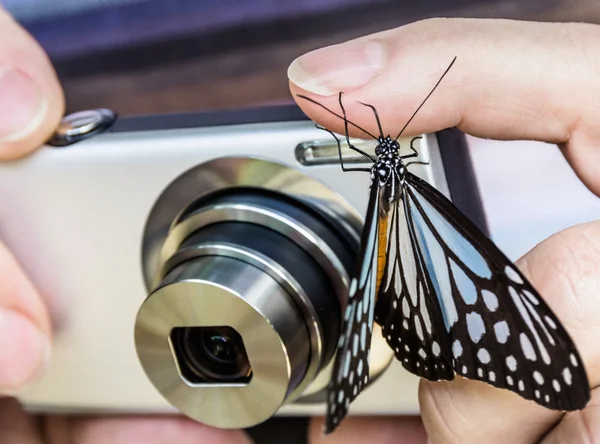 Adventurous Butterfly on a digital Camera — Stock Photo, Image