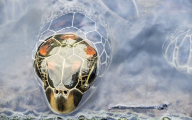 Head of a Turtle coming out from the Water Surface clipart