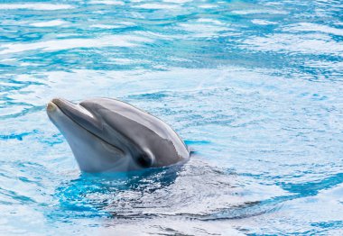 Yunus esaret içinde