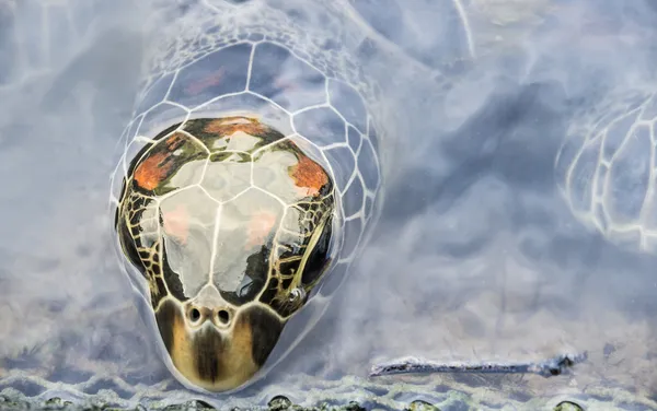 Cabeza de una tortuga saliendo de la superficie del agua — Foto de Stock