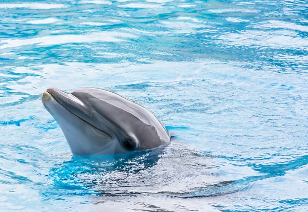 Delfín en cautividad — Foto de Stock