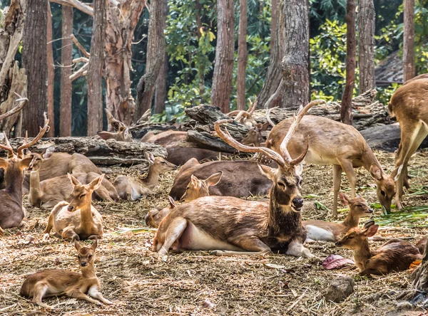 Familia de ciervos en el bosque — Foto de Stock