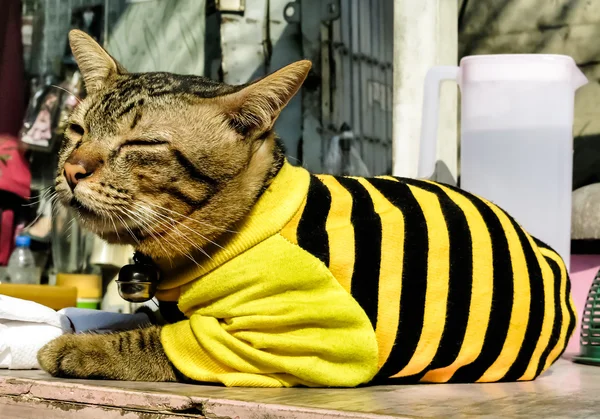 Chaton portant un pull noir et jaune — Photo