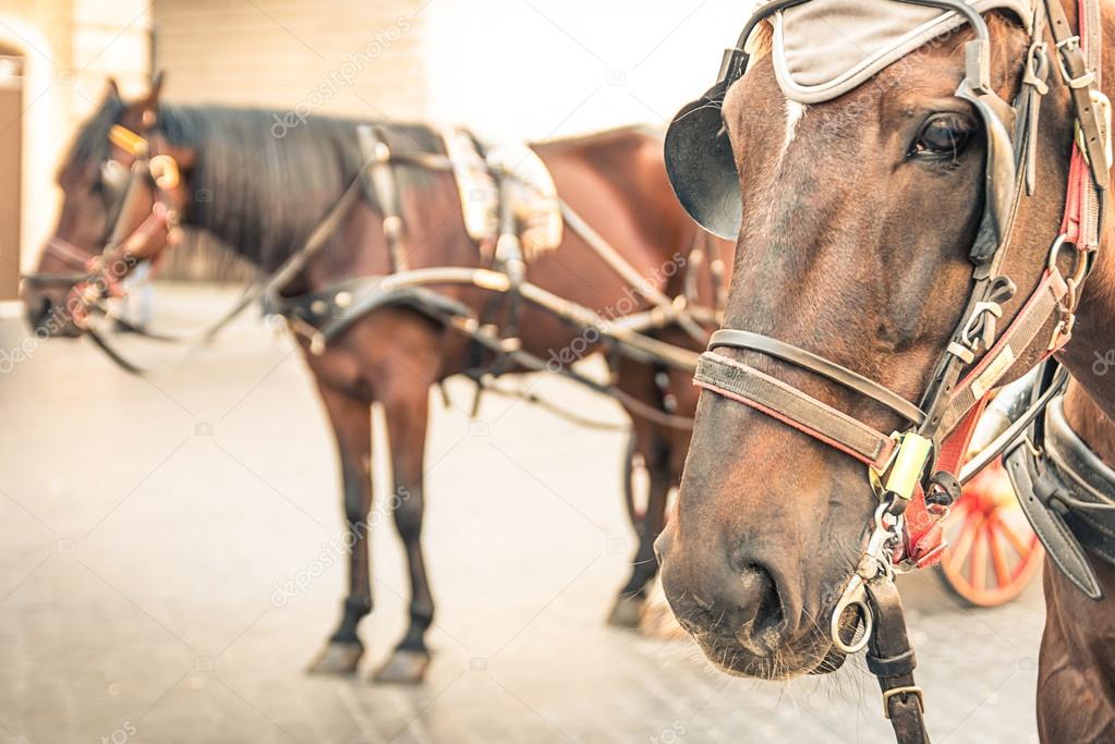 Harnessed Horses in urban Context