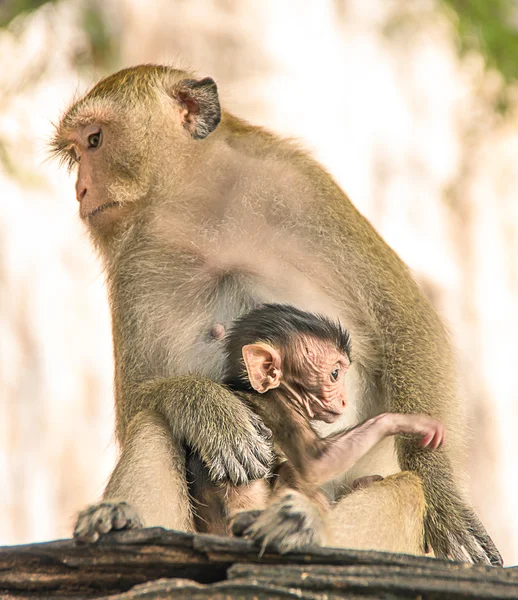 Macaco protegendo a criança recém-nascida — Fotografia de Stock