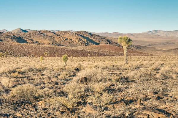 死亡谷-在沙漠中的仙人掌 — 图库照片