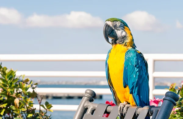 Barevný modrý papoušek ara v reálném prostředí zdarma — Stock fotografie