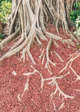 Tree Roots with unique red floaring clipart