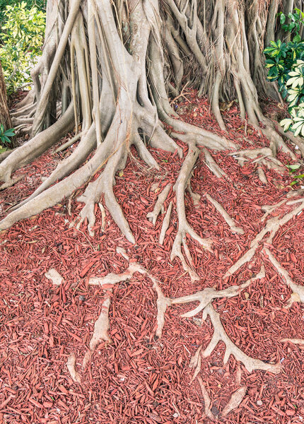Tree Roots with unique red floaring