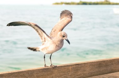 key west pier - miami flori, ahşap bir çit üzerinde açılış martı