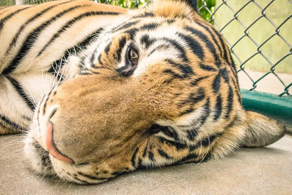 Ledsen tiger i en zoo bur - djurmisshandel — Stockfoto