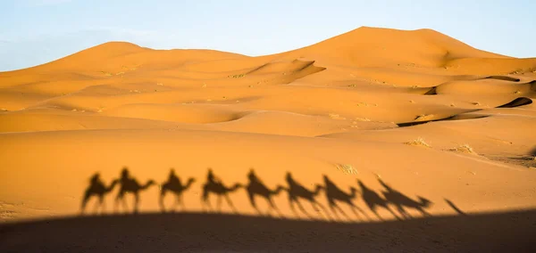 在摩洛哥Merzuga附近的撒哈拉沙漠中 游客大篷车穿越沙丘的阴影 与游客一起在骆驼探险旅行的漫游者旅行概念 温暖的过滤器 — 图库照片