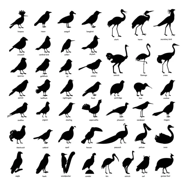 Gran conjunto de siluetas negras de diferentes aves — Archivo Imágenes Vectoriales