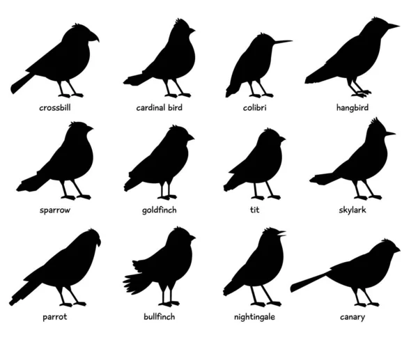 一组可爱的小鸟的黑色轮廓 — 图库矢量图片