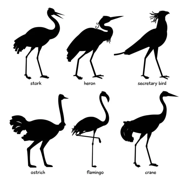Набор бальцевых векторных силуэтов длинноногих птиц Стоковая Иллюстрация