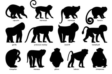 Farklı maymunlardan oluşan büyük siyah siluet koleksiyonu