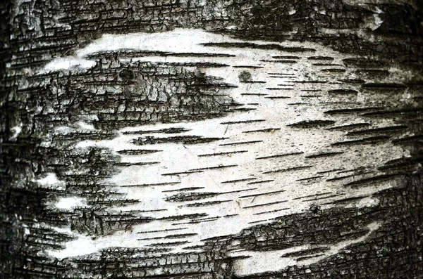 Ahşap Birch doku — Stok fotoğraf