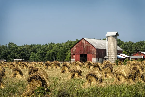 Amish tarwe stapels — Stockfoto