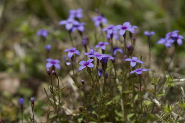 houstonia pusilla - alabama'nın küçük bluet kır çiçekleri