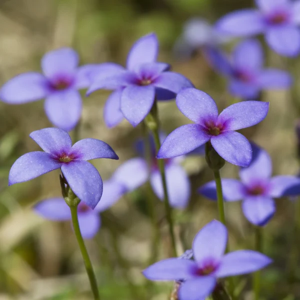 Tiny Bluet Wildflowers Houstonia pusilla