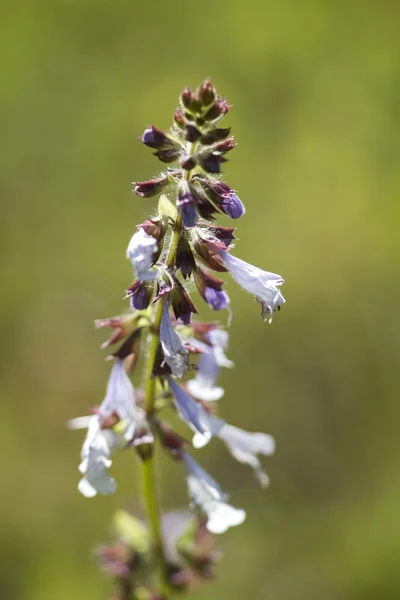 Lyreleaf Sage Wildflowers- Salvia lyrata — Stock Photo, Image