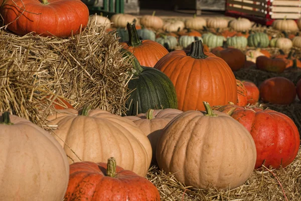 Exhibición de calabaza de caída del mercado de agricultores — Foto de Stock