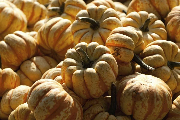 Baby Orange and Yellow Striped Pumpkin Squash Harvest — Stock Photo, Image