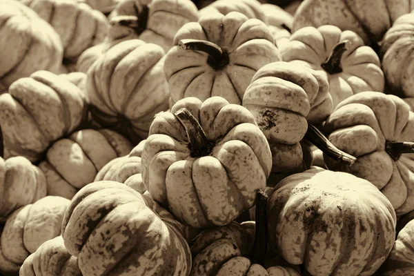 Herbst-Baby-Kürbis-Ernte in Sepia — Stockfoto