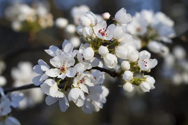Springtime Bradford Pear Blossom Cluster - Calleryanna — Stock Photo, Image