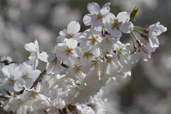Spring Flowering Bradford Pear Blossom Cluster - Calleryanna