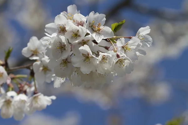 Spring Bradford Callery Pear Blossom Background - Calleryanna — Stock Photo, Image