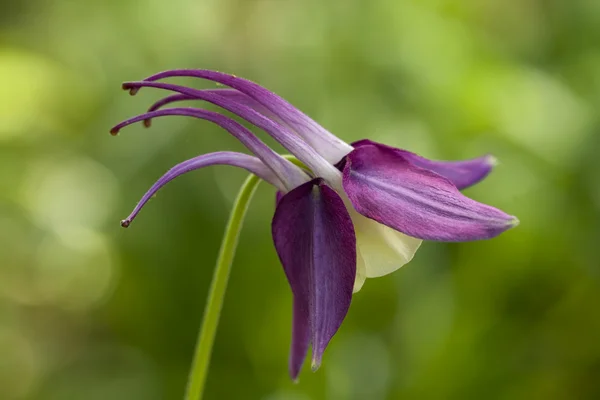 紫色科伦的花朵-aquilegia — 图库照片