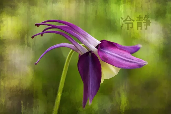 Purple Colomine Blossoms Aquilegia with Japanese Serenity Symbol — стоковое фото