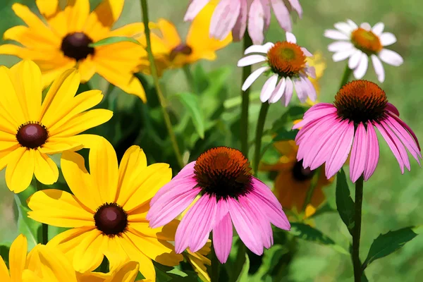 Black eyed susan a růžová třapatky sedmikrásky — Stock fotografie