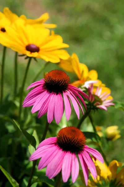 Black eyed susan a růžové třapatky sedmikráska zahrada — Stock fotografie