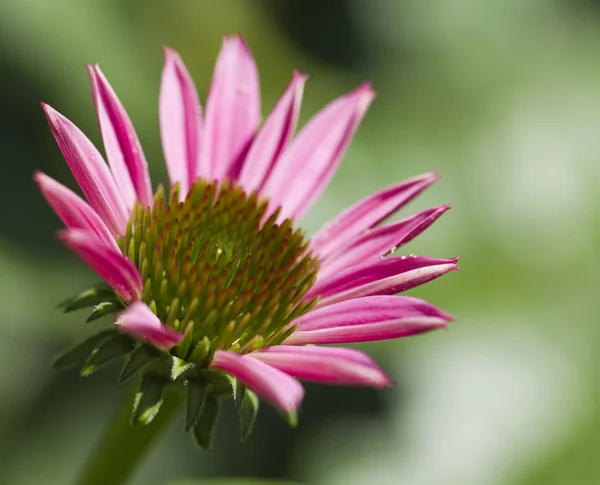 ピンクのエキナセア コーンフラワー多年生の植物のクローズ アップ — ストック写真
