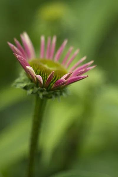 Otwarcie jeżówki echinacea różowy pączek — Zdjęcie stockowe