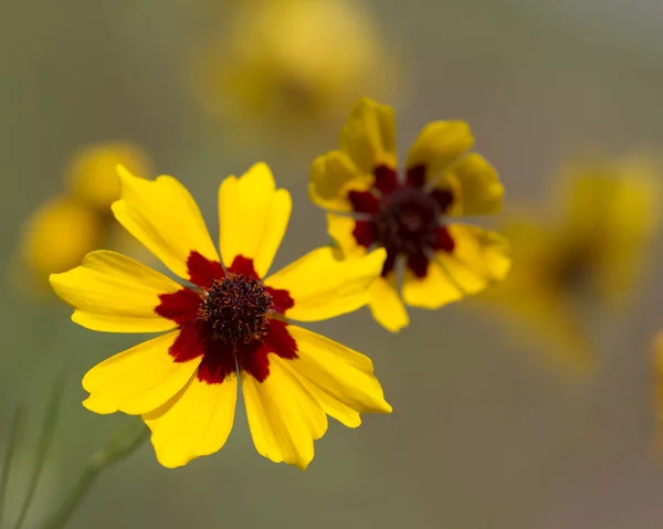 Alabama złoty coreopsis tinctoria wildflower makro — Zdjęcie stockowe