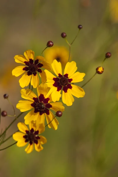 Alabama great plains coreopsis tinctoria květy — Stock fotografie