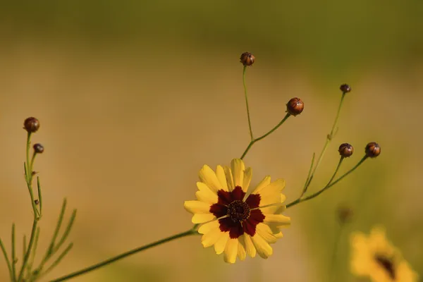 Zlaté coreopsis tinctoria wildflower pozadí — Stock fotografie