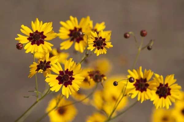 Αλαμπάμα χρυσή το coreopsis tinctoria αγριολούλουδα — Φωτογραφία Αρχείου