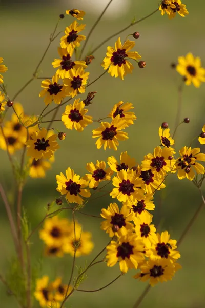 Zlato a vínové coreopsis tinctoria květy — Stock fotografie