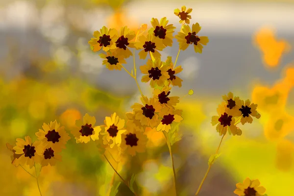 Gold and Burgundy Great Plains Coreopsis tinctoria Wildflowers — Stock Photo, Image