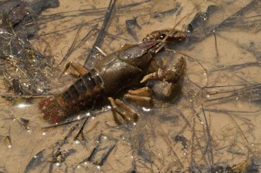 Alabama kerevit Eklem bacaklılar - cambarellus diminutu