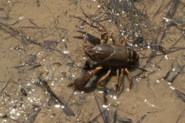 Alabama kerevit kabuklular - cambarellus diminutu